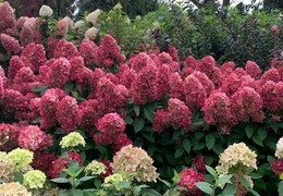 Гортензия метельчатая