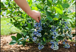 Плодовые кустарники