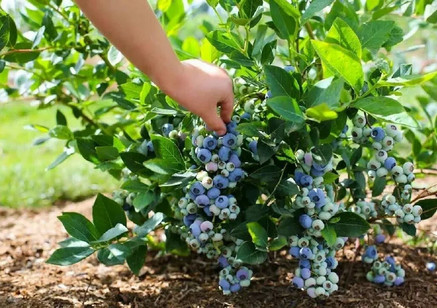 Плодовые кустарники