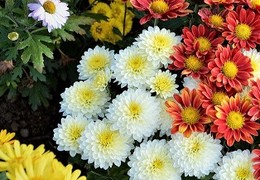 Хризантема Корейская