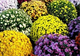 Хризантема Мультифлора