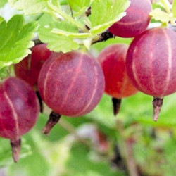 Северный капитан