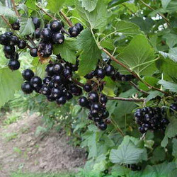 Селеченская