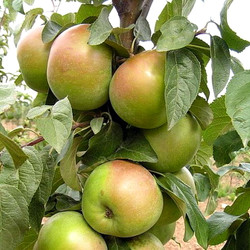 Белана